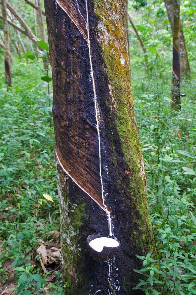 True Vine Rubber Estate